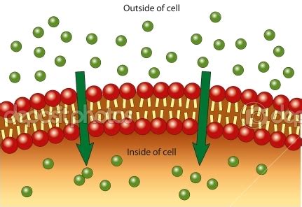 Cell Transport Flashcards Quizlet