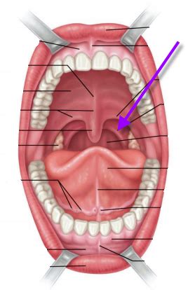 Anatomy Lecture Final Exam Flashcards Quizlet