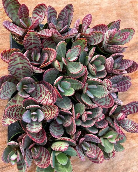 Popular Types Of Kalanchoe