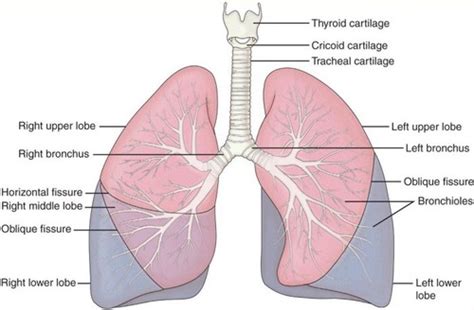 Airway Management CH 11 Flashcards Quizlet