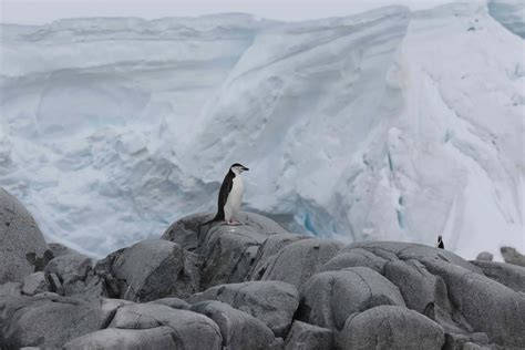 GÉANTS DE GLACE à la dérive - Ulule 