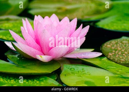 Beautiful Pink Waterlily Or Lotus Flower In Pond For Adv Or Others