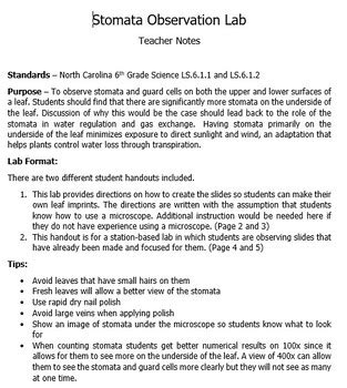 Stomata Observation Lab By Kelly Smith Tpt