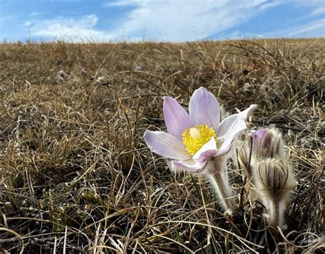 bustednewspaper wise county 4