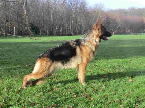 Accueil Elevage De La Cascade Enchant E Eleveur De Chiens Berger