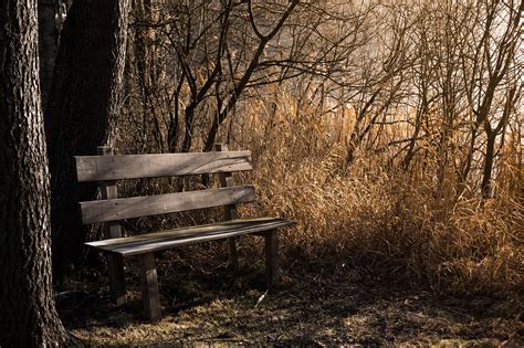 20 000 Free Cook S Bench Bench Images Pixabay