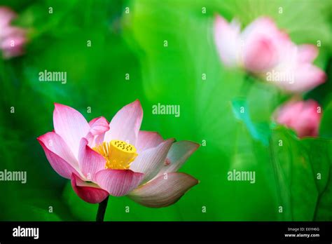 Beautiful Pink Waterlily Or Lotus Flower In Pond For Adv Or Others