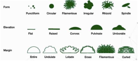 Mcb Chap Classification Of Microorganisms Flashcards Quizlet