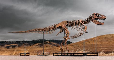 sothebys big  rex auction raises concerns hype  wealth