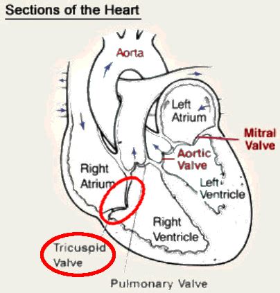 Heart Valves And Cardiac Cycle Flashcards Quizlet