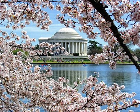 cherry blossom trees   cut   dc  effort