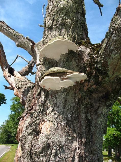 How To Create A Artist S Conk Ganoderma Applanatum Spore Print In