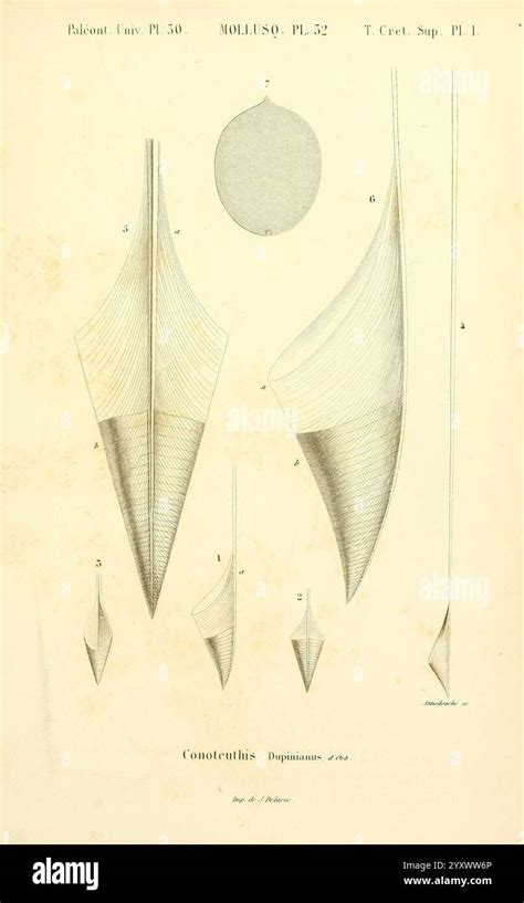 Labeled Section Highlights Specific Morphological Characteristic Hi Res