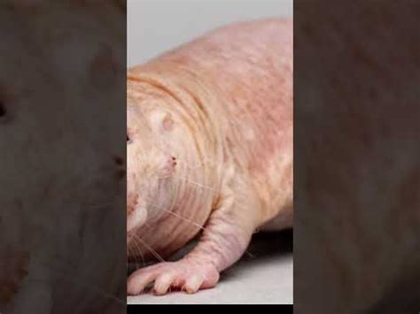 Naked Mole Rat It Looks Exactly Like Winnie Youtube