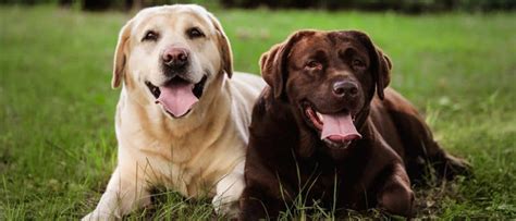 dog names   world