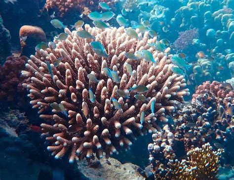 coral reef awareness week lets save  reefs