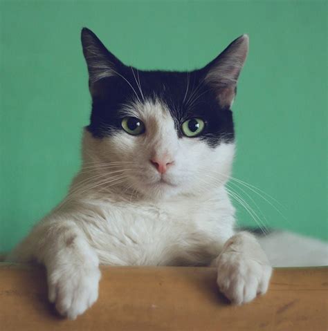 love mummy   papacatsoftiktok cat kitty catlover catmom