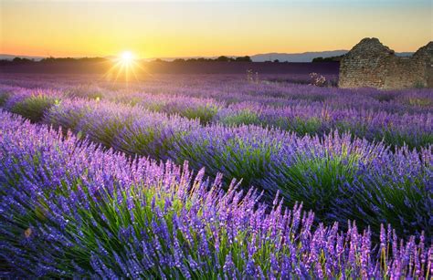 Öle aus der Natur Aromatherapie ist nicht nur gut fürs Wohlbefinden