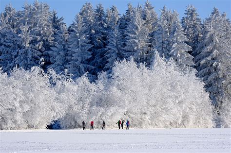 100 000 Free Winter Frühblüher Winter Images Pixabay