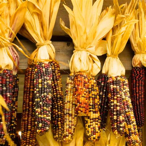 Ornamental Indian Corn Garden Seeds 25 Lb Bulk Non GMO Heirloom