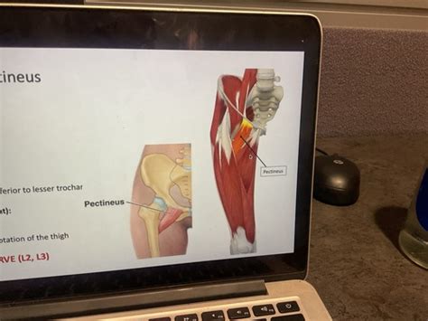 Week Anatomy Flashcards Quizlet