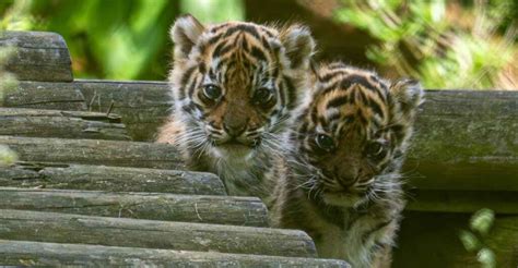 sumatran tiger cubs born   uk  huge winwith   left  wild