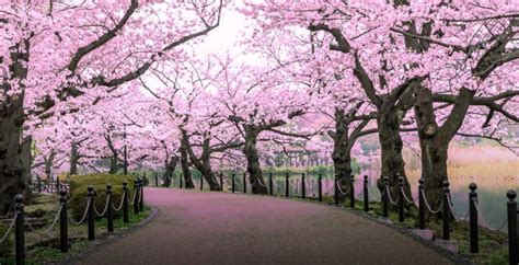 Cherry Blossom Festival Dates And Locations Pam B Jett