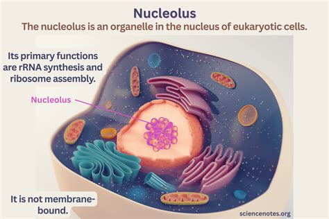 Nucleolus Definition Structure Function