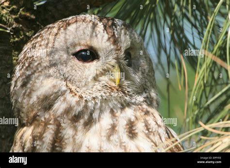 Tawny owl looking camera hi-res stock photography and images - Alamy