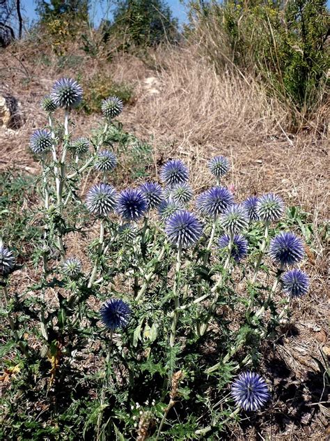 globe thistle care problems safety garden  plants