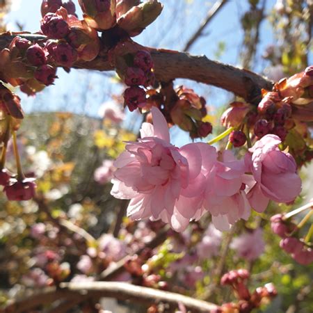 Prunus Shidare Sakura Cheal S Weeping Cherry Goldcliff Garden Centre