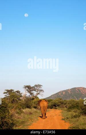 Bull African Elephant Loxodonta Africana Etosha National Park