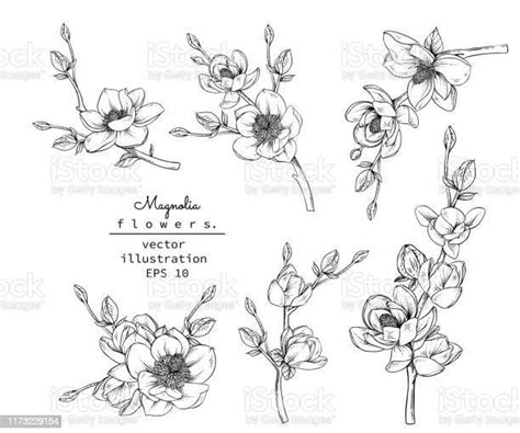 Sketch Floral Botany Collection Magnolia Flower Drawings Black And