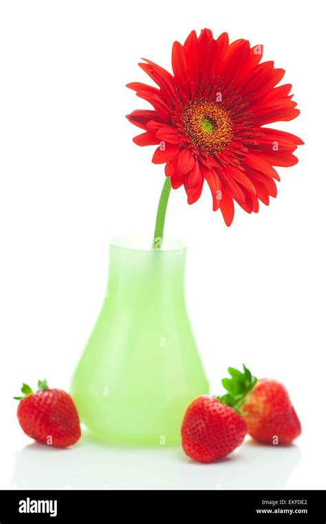 Red Gerbera In A Vase And Strawberries Isolated On White Stock Photo