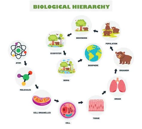 Free biosphere medical Vector Images & Graphics | FreeImages 