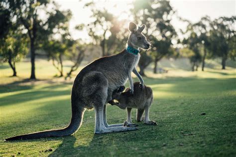 8,000+ Free Australia Nueva Zelanada & Australia Images - Pixabay 