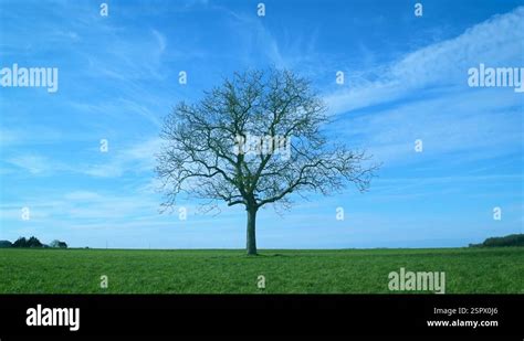 One Leafless Tree In Green Field On Background Of Blue Sky Stock Video