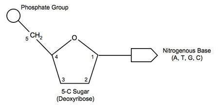 Nucleotides And Protein Synthesis Flashcards Quizlet