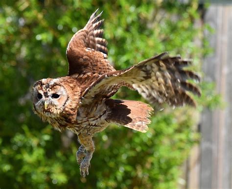 plan  visit  bird  prey project