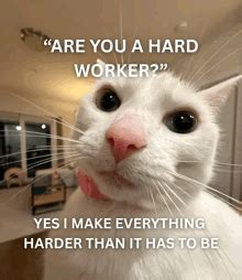 Cat Memes GIFs | Tenor