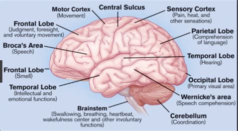 Final Neuro Physical Exam Flashcards Quizlet