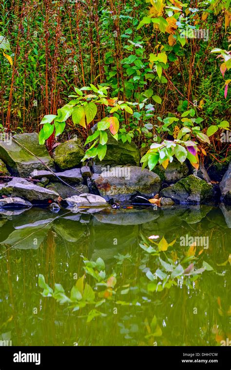 Autumn In The Park Colourful Leaves Stones Water And Plants Stock