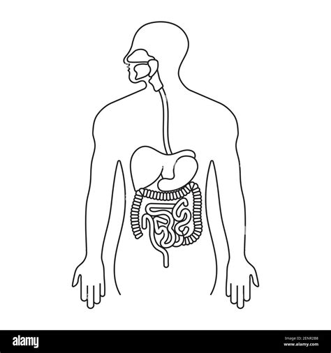 Blank Diagram Of Digestive System