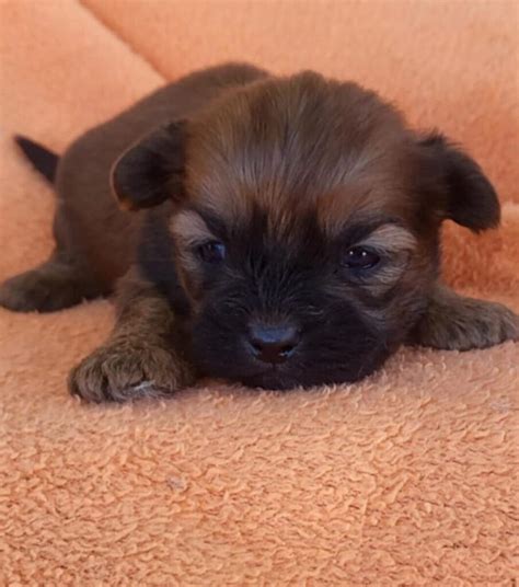 Teddy Bear Male Barb S Precious Pups