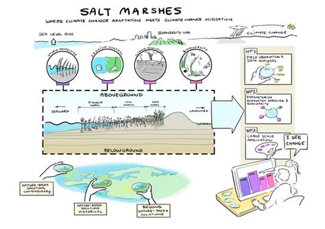 Salt Marshes Where Climate Change Adaptation Meets Climate Change