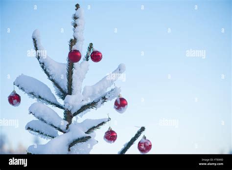 Christmas Red Balls On Pine Tree Covered With Fresh Snow Stock Photo