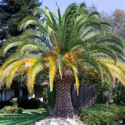 Canary Island Date Palm Music Innovation