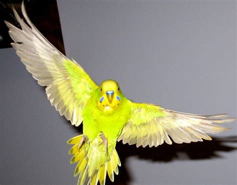 Budgie In Flight By Greencheek On Deviantart Budgies Pet Birds