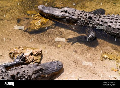 American Alligator Alligator Mississippiensis During Florida State