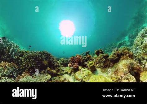 Tropical Fish Corals Marine Reef Underwater Sea Tropical Life